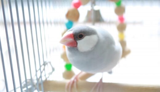 文鳥の声の変化に隠れた病気のサインと、対処方法