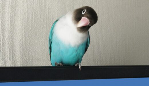 可愛らしく社交的なボタンインコの飼い方とおすすめ品種の徹底解説！