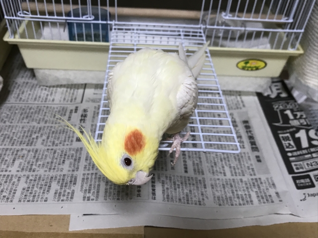 オカメインコ