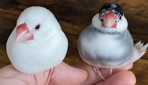 プロが解説！文鳥の価格相場と安心して買える売り手の探し方