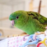 サザナミインコ