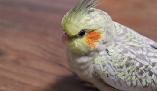 オカメインコとの愛情深い暮らし方：飼い主に必要な知識と注意点