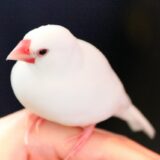 文鳥