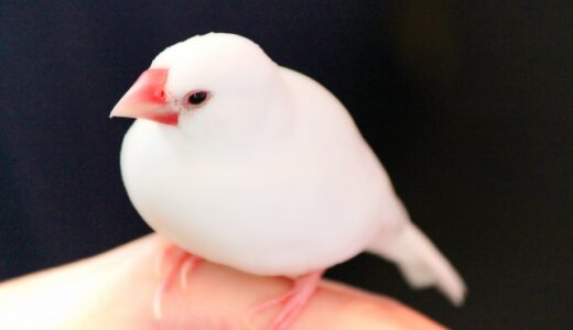 究極の文鳥ガイド：愛らしさ倍増！おすすめグッズ・アイデアと飼育のプロのコツ一挙公開！