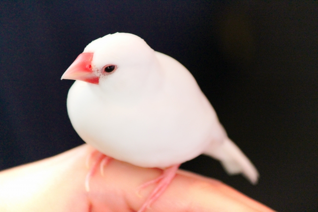 文鳥