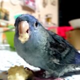 サザナミインコ